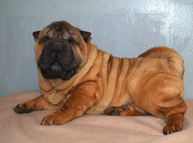 Šarpej,  shar-pei, sharpei