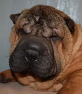 Šarpej,  shar-pei, sharpei