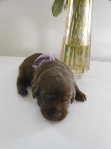 Čokoládová štěňátka labradorů