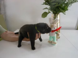 Čokoládová štěňátka labradorů
