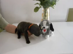 Čokoládová štěňátka labradorů