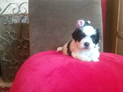 Roztomilý Shihpoo pouze pro stud