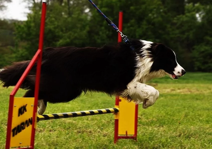 Border  kolie ke krytí