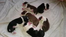 Border  kolie ke krytí