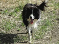 Border  kolie ke krytí