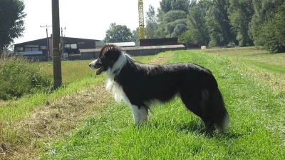 Border  kolie ke krytí