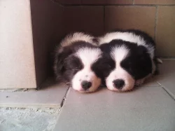 Border  kolie ke krytí