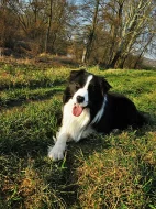 Border  kolie ke krytí