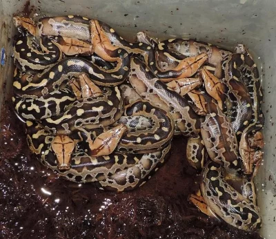 Užovka černá, Krajta královská, Krajta pestrá
