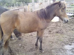 Prodám mladou kobylku a koně