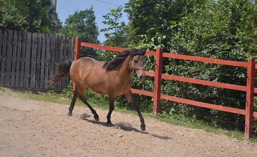 Prodám mladou kobylku a koně