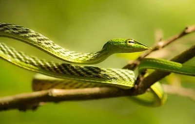 Prodám - bičovka nosatá (Ahaetulla nasuta)