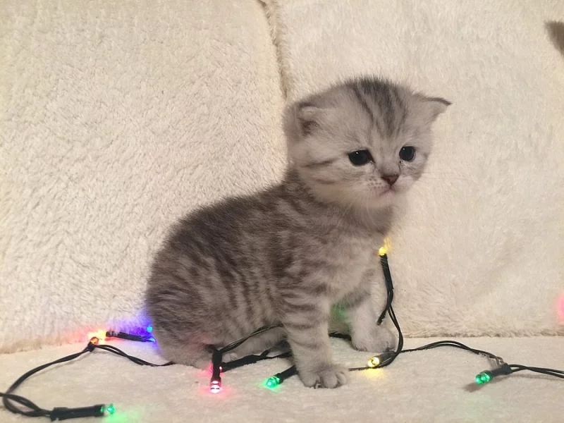 PRODÁM whiskas koťátka