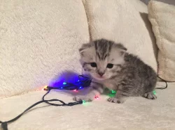 PRODÁM whiskas koťátka