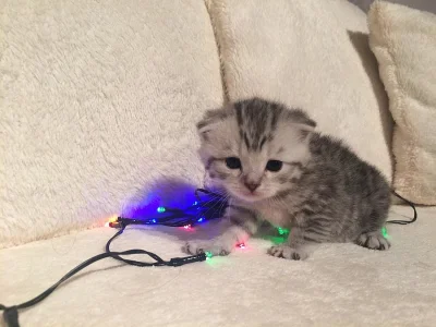 PRODÁM whiskas koťátka