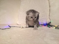 PRODÁM whiskas koťátka