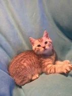 PRODÁM whiskas koťátka