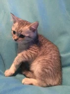 PRODÁM whiskas koťátka