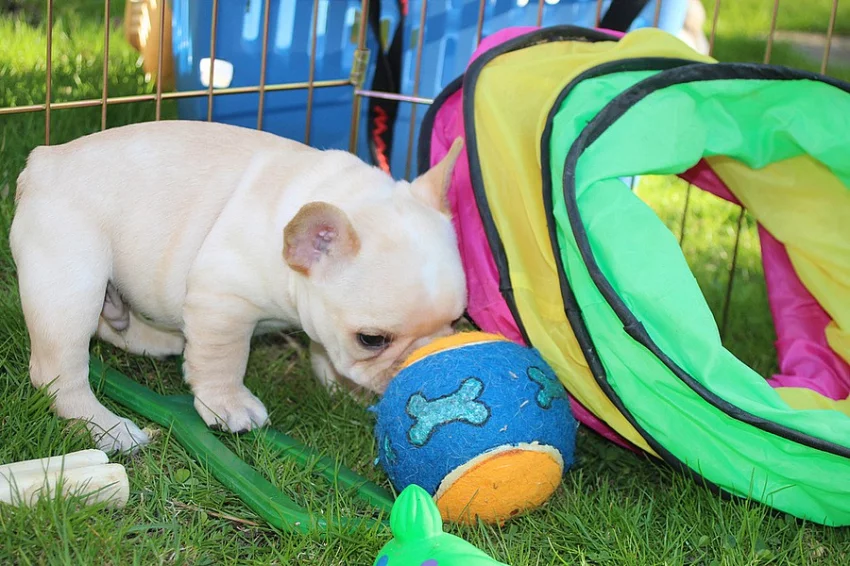 Nádherný Francouzský buldoček štěňata na prodej