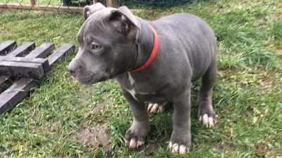Štěňata American Bully s PP AKBC.