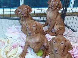 Roztomilé a krásné štěňata Vizsla