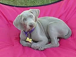 Krásné štěňátka Weimaraner