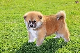 Ohromující japonská akita štěně