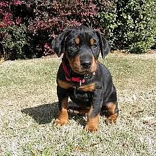 Roztomilé a krásné doberman štěňata