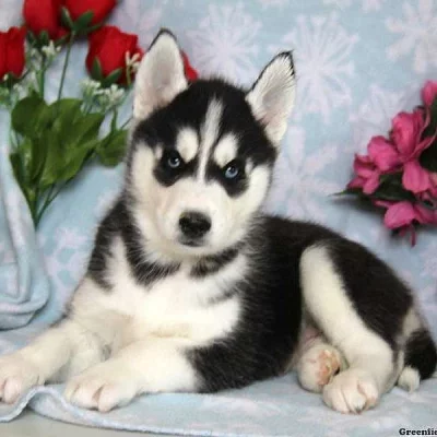 Domácí trénované sibiřské husky štěňata