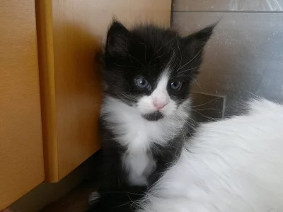 Sibiřská koťata s PP