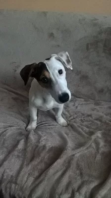 NABIZÍM PSA JACK RUSSELL KE KRYTÍ