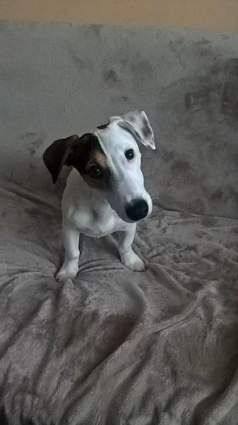 NABIZÍM PSA JACK RUSSELL KE KRYTÍ
