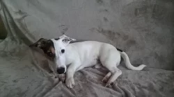 NABIZÍM PSA JACK RUSSELL KE KRYTÍ