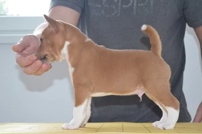 Basenji štěně