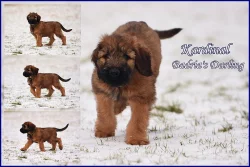 Briard - plavá štěňata