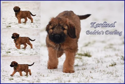 Briard - plavá štěňata