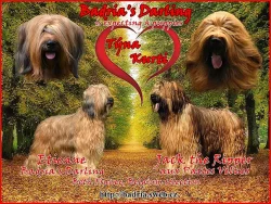 Briard - plavá štěňata