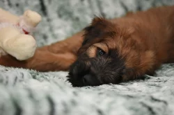 Briard - plavá štěňata