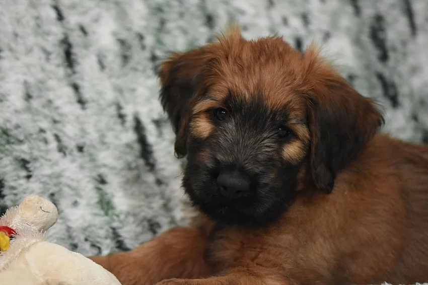 Briard - plavá štěňata