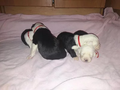 Bobtail štěně