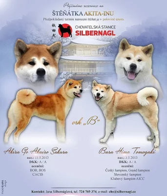 Akita inu s PP