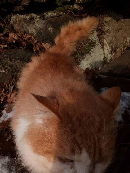 Kdo se ujme krásného kocourka?