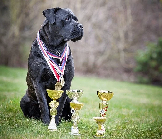 Kynolog - handler pro chovatelskou stanici psů cane corso