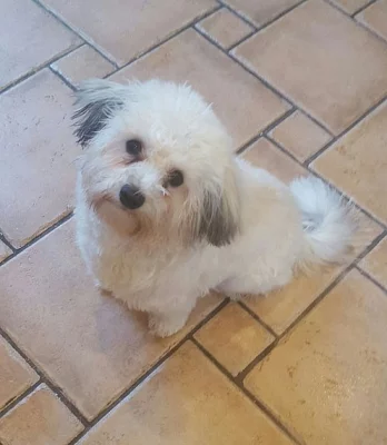 Havanese štěňata mužů a žen na prodej