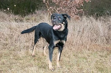 Ráchel