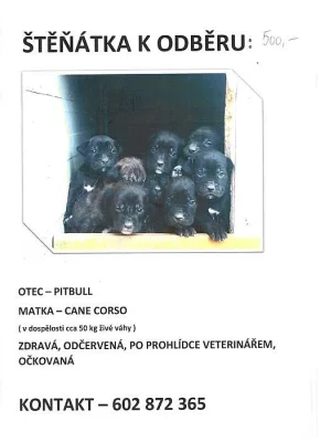 štěňata tři fenky a tři pejsci MATKA CANE CORSO, OTEC PITBUL