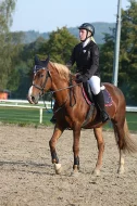 Prodej sportovní pony klisny