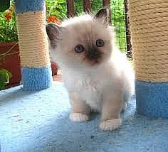 krásné a moudré Birman Kitten k dispozici