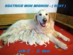 Zlatý retriever