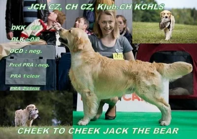 Zlatý retriever